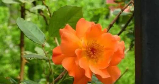 勇敢的花语（百合花语传递的勇敢与坚韧）