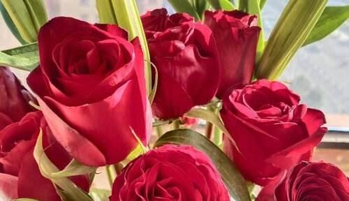 玫瑰花十一朵的象征意义（花语传情）