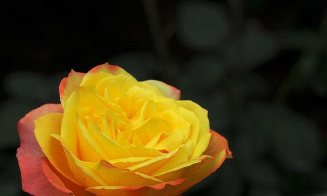 以黄月季花代表的意义（展现坚韧和希望的黄月季花）