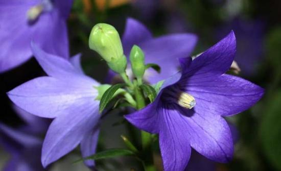 桔梗花语的意义与传承（桔梗的花语及其象征性意义）