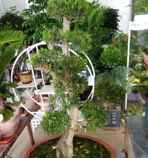 赤楠盆景的风水寓意与摆放位置（传承自然之美）