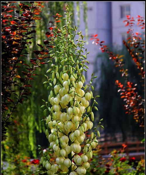 凤尾兰的花语与寓意（传递热情与美丽的凤尾兰）