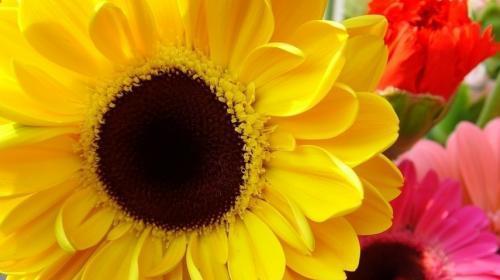 以太阳花的花语含义（以太阳花）