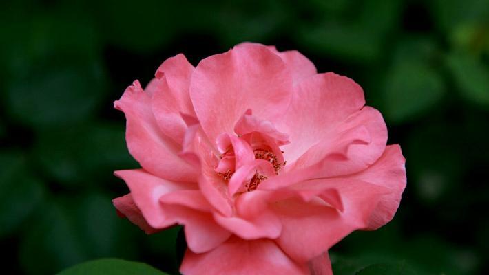 月季之美（探寻月季的神秘符号与深刻传说）