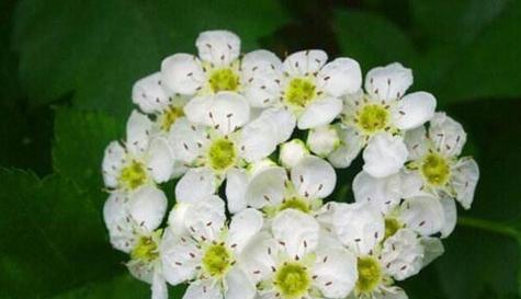 背叛欺骗的花语秘密（揭开花卉背叛欺骗的含义与警示）