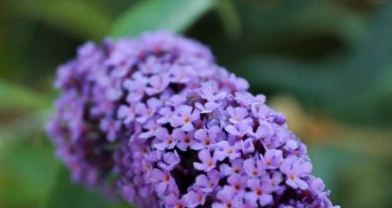 背叛欺骗的花语秘密（揭开花卉背叛欺骗的含义与警示）