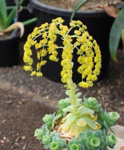 仙人掌开花的寓意与象征意义（探索仙人掌开花的奥秘和美丽）