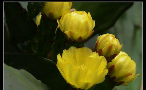 仙人掌开花的寓意与象征意义（探索仙人掌开花的奥秘和美丽）