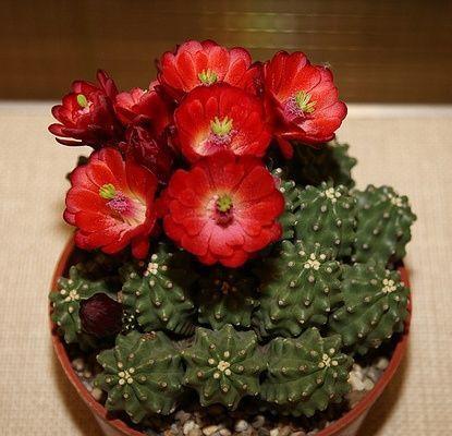 仙人掌开花的寓意与象征意义（探索仙人掌开花的奥秘和美丽）