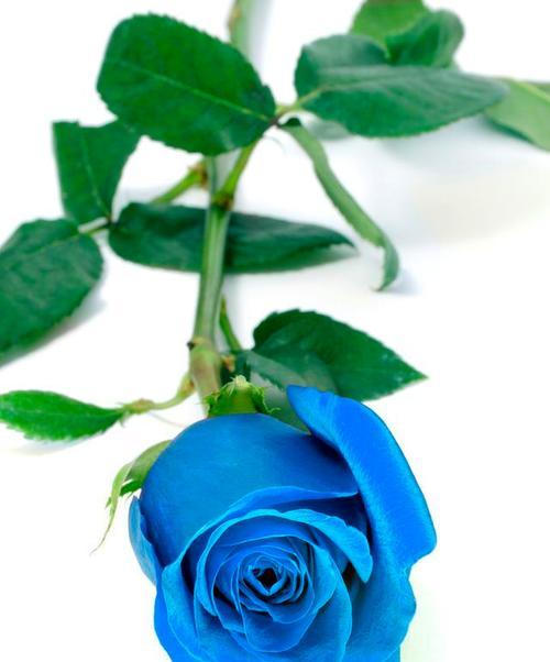 碎冰蓝玫瑰的花语与意义（深情款款）
