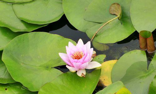 各色睡莲的花语与寓意（美丽睡莲的象征意义和文化解读）