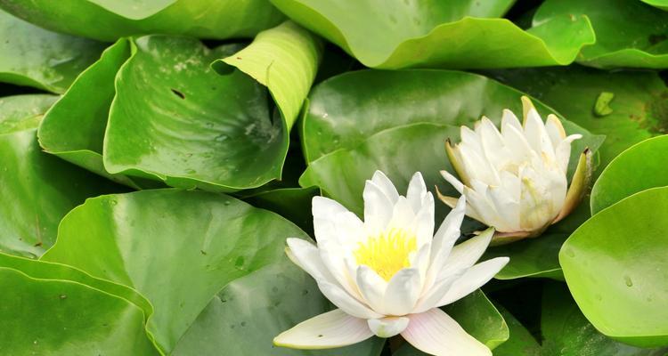 各色睡莲的花语与寓意（美丽睡莲的象征意义和文化解读）