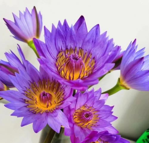 各色睡莲的花语与寓意（美丽睡莲的象征意义和文化解读）