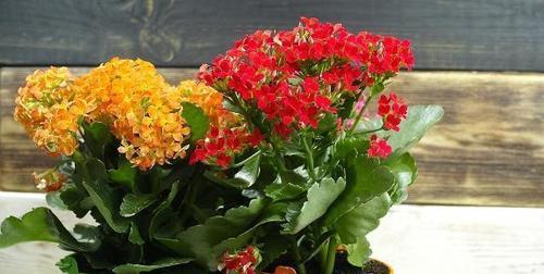 长寿花的象征与寓意（揭秘长寿花背后的深刻意义）