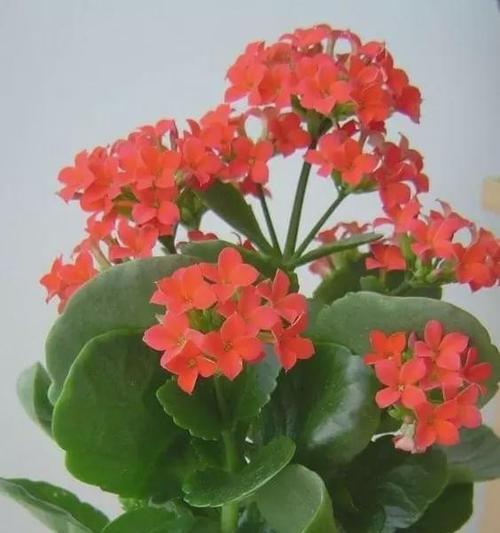 长寿花的象征与寓意（揭秘长寿花背后的深刻意义）