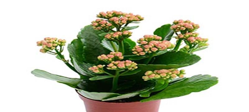 长寿花的象征与寓意（揭秘长寿花背后的深刻意义）