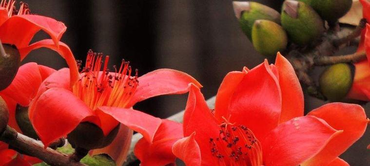 广州市花木棉花的花语与寓意(木棉花的美丽传承与文化内涵) 广州市花木棉花的花语与寓意(木棉花的美丽传承与文化内涵)