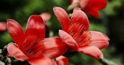 广州市花木棉花的花语与寓意(木棉花的美丽传承与文化内涵) 广州市花木棉花的花语与寓意(木棉花的美丽传承与文化内涵)