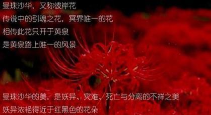 父爱如山，永不倦怠——以郁金香花语为主题的文章（用花语诉说父亲的深情）
