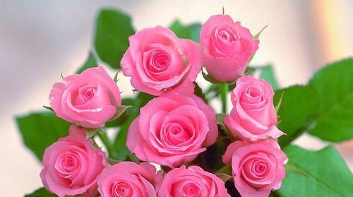 玫瑰花（探索玫瑰花作为象征的深层意义）