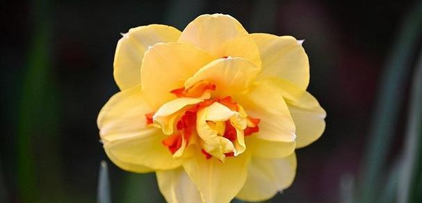 思念之花（用勿忘我花语表达深深的思念之情）