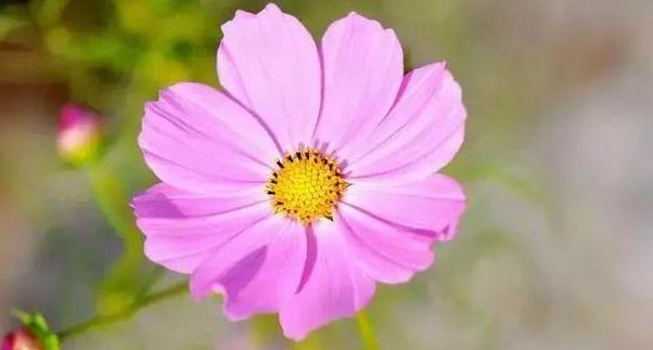 顽强之花（以铁杉的花语诠释人类顽强不屈的品质）