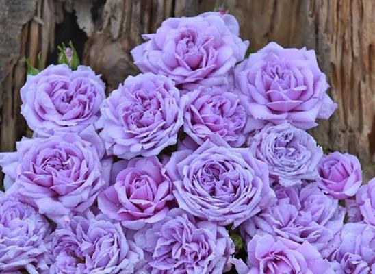 家人的花语——以百合花为例（百合之情）