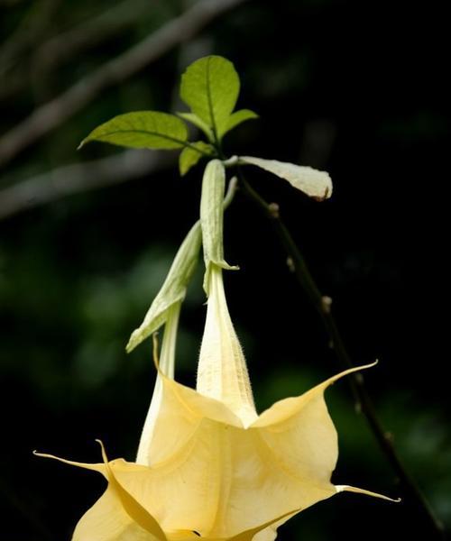 黑色曼陀罗花的寓意（神秘）