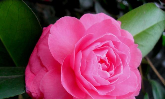 探寻山茶花的花语和象征意义（山茶花的秘密）