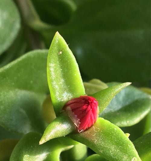 温暖善良的花——向阳葵（代表温暖善良的花朵）