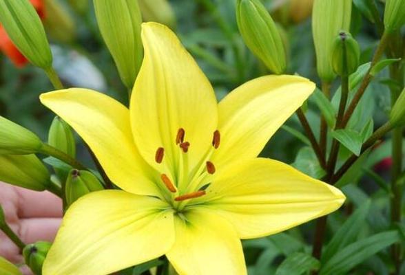 百合花语（探索百合花语的深层含义）