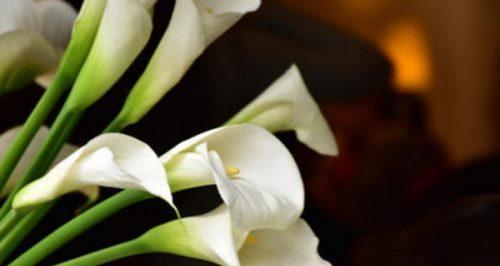 马蹄莲（马蹄莲的寓意及其生命之美）