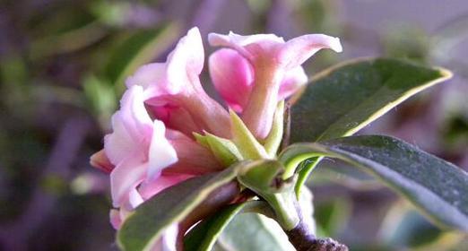 以瑞香花花语为主题的文章（瑞香花的花语及其象征意义）