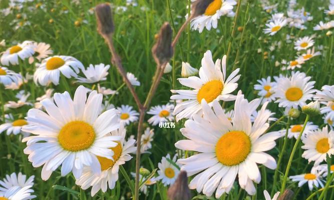 雏菊花语的含义及象征（了解雏菊花语）