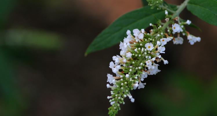 醉鱼草花语与文化背景（探寻醉鱼草的花语及其在文化中的重要性）