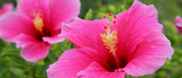 木槿花的美丽与寓意（探寻木槿花背后的象征与魅力）