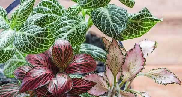 探寻网纹草的寓意与意义（揭示网纹草的象征意义）