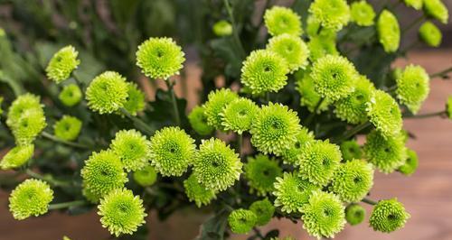 绿色玫瑰的花语（探秘绿色玫瑰的意义与象征）