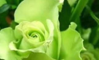 绿色玫瑰的花语（探秘绿色玫瑰的意义与象征）