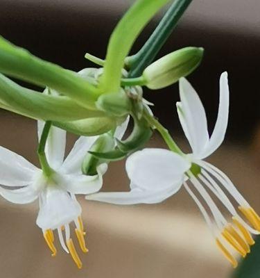 吊兰花(一盏室内绿意的灯笼) 吊兰花(一盏室内绿意的灯笼)