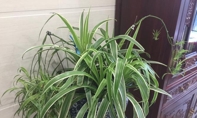 吊兰花(一盏室内绿意的灯笼) 吊兰花(一盏室内绿意的灯笼)