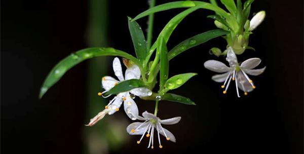 吊兰花(一盏室内绿意的灯笼) 吊兰花(一盏室内绿意的灯笼)