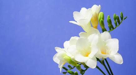 小苍兰的花语和寓意（探索小苍兰的花语和传递的深刻寓意）