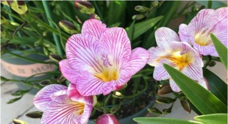 小苍兰的花语和寓意（探索小苍兰的花语和传递的深刻寓意）