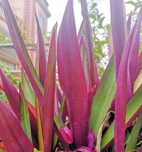 万年青开花(预示好运与繁荣的万年青花开) 万年青开花(预示好运与繁荣的万年青花开)