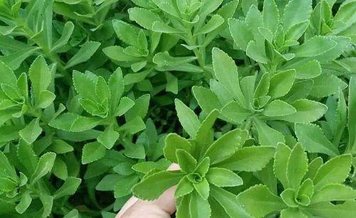 父爱如植，生生不息（探寻代表父亲的植物）