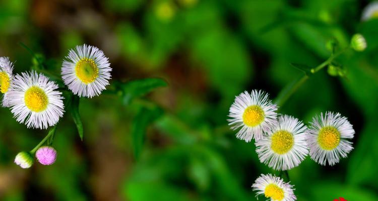 六月菊花开，别离情深（花海中的离别）