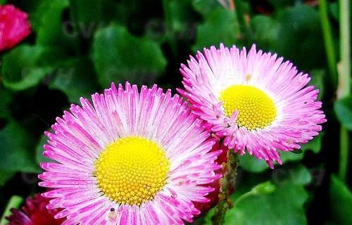 离别之花——寄托思念的花朵（以花象征离别）