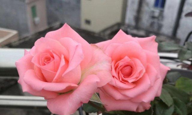 月季花开时，花香缭绕（月季花语浓情似水）