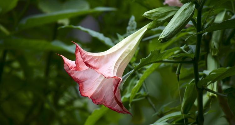 疯狂之花（挚爱魔花）